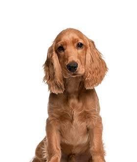 Gezocht rode cocker spaniel of golden cocker teefje, Dieren en Toebehoren, Honden | Retrievers, Spaniëls en Waterhonden, Teef