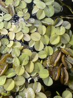 Drijfplant Salvinia minima, Ophalen of Verzenden, Zo goed als nieuw, Plant(en), Steen of Hout