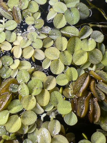 Drijfplant Salvinia minima beschikbaar voor biedingen
