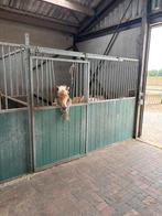 Paardenboxen, Dieren en Toebehoren, Stalling en Weidegang, Stalling, 2 of 3 paarden of pony's