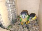 Jonge zwartkop caique, Dieren en Toebehoren, Mannelijk, Papegaai, Geringd