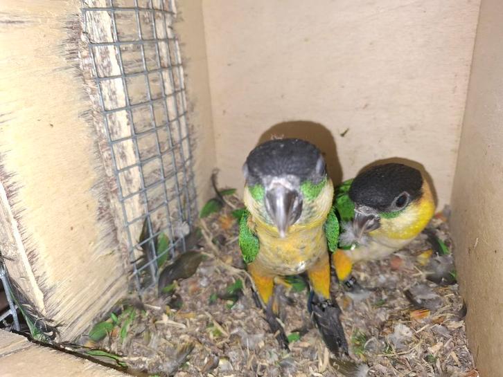 Jonge zwartkop caique, Dieren en Toebehoren, Vogels | Parkieten en Papegaaien, Papegaai, Mannelijk, Geringd