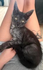 Kitten, Dieren en Toebehoren, Katten en Kittens | Overige Katten, Poes