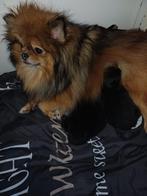 Dwergkees pomeriaan pups, Dieren en Toebehoren, Keeshond, CDV (hondenziekte), 8 tot 15 weken, Meerdere