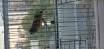 Mexicaanse geelbuiksijs man 22, Dieren en Toebehoren, Mannelijk, Tropenvogel, Geringd