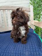 Maltipoo reutje, Parvo, 8 tot 15 weken, Eén hond, Nederland