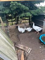 Grote jonge ganzen skanegans xpommersegans, Dieren en Toebehoren, Pluimvee, Meerdere dieren, Gans of Zwaan