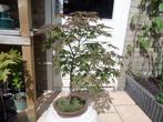 Bonsai  Acer Atropurpureum, Tuin en Terras, Planten | Bomen, Halfschaduw, Overige soorten, Minder dan 100 cm, Ophalen