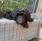 Labradoodle Medium Pups, Dieren en Toebehoren, Overige rassen, 8 tot 15 weken, CDV (hondenziekte), Meerdere