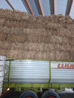 Te koop stro paard schaap varken pony schapen geit biggen, Ophalen of Verzenden, Vee