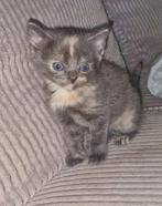 prachtig kitten (Goed lezen!), Meerdere dieren, Ontwormd, 0 tot 2 jaar