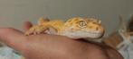 Luipaardgekko man, Dieren en Toebehoren, Reptielen en Amfibieën, Hagedis, Tam, 0 tot 2 jaar