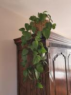 Epipremnum aureum stek, Huis en Inrichting, Kamerplanten, Ophalen of Verzenden, Overige soorten, Minder dan 100 cm
