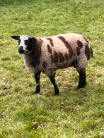 Tk Bonte dekram, Dieren en Toebehoren, Mannelijk, Schaap