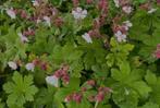 Geranium Spessart - vaste plant, Ophalen, Zomer, Vaste plant, Overige soorten