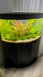 JUWEL Aquarium Trigon 190 inclusief onderkast en inhoud., Dieren en Toebehoren, Ophalen, Gevuld zoetwateraquarium