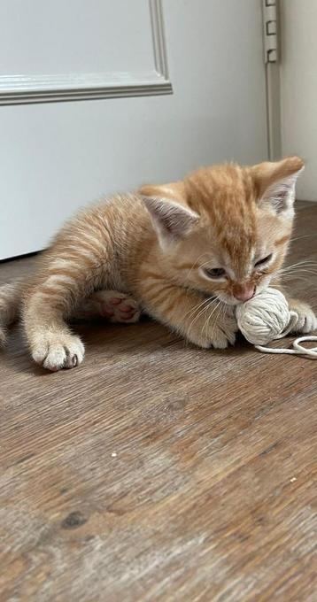 Aanhankelijke kittens beschikbaar voor biedingen
