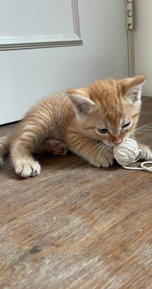 Aanhankelijke kittens, Dieren en Toebehoren, Katten en Kittens | Raskatten | Korthaar
