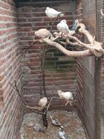 Tortelduifjes/lachduifjes, Dieren en Toebehoren, Meerdere dieren, Overige soorten