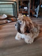 Mooie Lhasa-apso pups met stamboom, Dieren en Toebehoren, CDV (hondenziekte), 8 tot 15 weken, Meerdere, Nederland