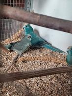 Kakarikis diverse kleuren, Meerdere dieren, Parkiet, Geringd