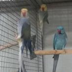 Halsband parkieten, Dieren en Toebehoren, Vogels | Parkieten en Papegaaien, Meerdere dieren, Parkiet