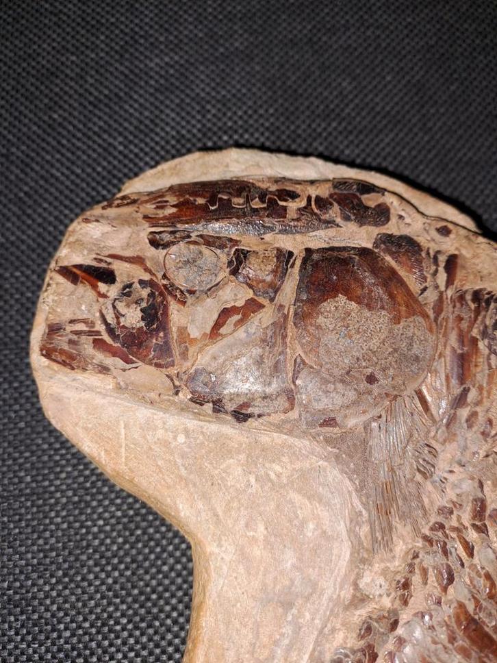 Zeldzaam Vis Fossiel - Solnhofen Kalksteen, Verzamelen, Mineralen en Fossielen, Fossiel, Ophalen of Verzenden