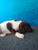 Laatste Pup! REUTJE Heidewachtel x Friese Stabij/Wetterhoun, Dieren en Toebehoren, Ophalen