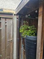 Gratis regenton, Tuin en Terras, Regentonnen, 150 liter of meer, Ophalen, Gebruikt, Kunststof