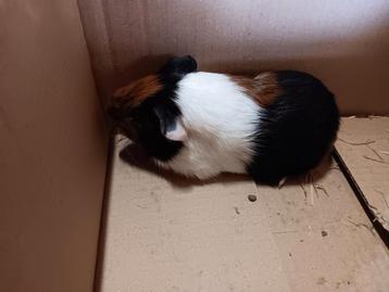 Mooie jonge cavia beschikbaar voor biedingen