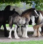 Irish Cob /Tinker, Dieren en Toebehoren, Paarden, Minder dan 160 cm, Niet van toepassing, 0 tot 2 jaar, Hengst