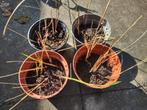 Vingergras (Panicum virgatum; siergras), Ophalen, Vaste plant, Siergrassen, Halfschaduw
