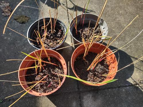 Vingergras (Panicum virgatum; siergras), Tuin en Terras, Planten | Tuinplanten, Vaste plant, Siergrassen, Halfschaduw, Zomer, Ophalen