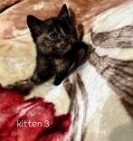 Britse korthaar kittens, Dieren en Toebehoren, Meerdere dieren, Ontwormd, 0 tot 2 jaar