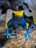 Dendrobates Tinctorius Tumucumaqu, Dieren en Toebehoren, Reptielen en Amfibieën, Amfibie, 0 tot 2 jaar