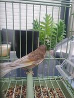 bastaard parva x jaspis kanarie pop, Dieren en Toebehoren, Vrouwelijk, Wildzangvogel, Geringd