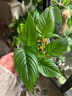 Philodendron ernestii, stek uit wetstick, Ophalen of Verzenden, Halfschaduw, Minder dan 100 cm