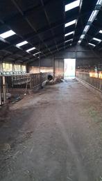 Koeien stal te huur 75 koeien met melkstal 2x 5 visgraad, Dieren en Toebehoren