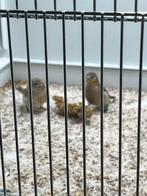 koppel Bandvinken geelband, Meerdere dieren, Tropenvogel, Geringd