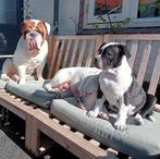 Herplaatser Bulldog teef., Dieren en Toebehoren, Honden | Niet-rashonden, Rabiës (hondsdolheid), 1 tot 2 jaar, Teef, Eén hond