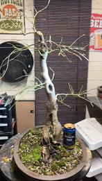 Bonsai Acer Palmatum Dissectum Rood, Tuin en Terras, Planten | Bomen, Ophalen, Bloeit niet, Halfschaduw, Overige soorten