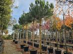 Pinus pinea Parasolden DEN op STAM wintergroen voedselbos, Overige soorten, Volle zon, Vaste plant, Ophalen of Verzenden