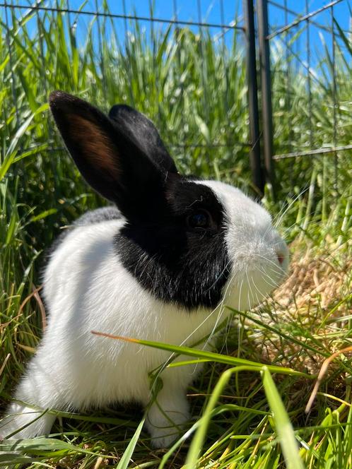 Spa zoekt een huisje!, Dieren en Toebehoren, Konijnen, Mannelijk