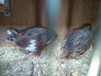 Japanse kwartel hanen gratis ophalen, Dieren en Toebehoren, Vogels | Overige Vogels, Mannelijk, Tropenvogel