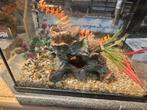 Superfish aquarium start 30 inc veel extra's!, Dieren en Toebehoren, Vissen | Aquaria en Toebehoren, Ophalen, Gebruikt, Leeg aquarium