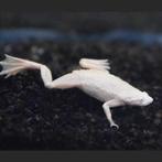 dwergklauwkikker platinum 4 stuks voor €15, Ophalen of Verzenden