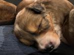 Kooiker x border collie pups, Rabiës (hondsdolheid), 8 tot 15 weken, Meerdere, Meerdere dieren
