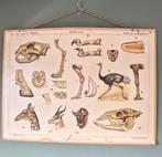 Oude schoolplaat - Biologie, Antiek en Kunst, Antiek | Schoolplaten, Ophalen, Natuur en Biologie