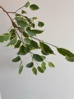 Stekken van bonte treurvijg (Ficus benjamina 'Twilight', Ophalen of Verzenden, Ficus, Halfschaduw, Minder dan 100 cm