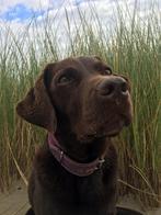 Gezocht lieve oppas voor onze bruine Labrador Bonnie, CDV (hondenziekte), Particulier, Teef, 6 jaar of ouder